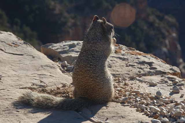 squirrel on the ledge